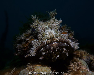 Scorpionfish; snoot and wet lens inon. by Abimael Márquez 